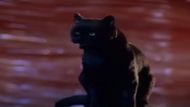Sabrina the Teenage Witch (Image via Hartbreak Films)